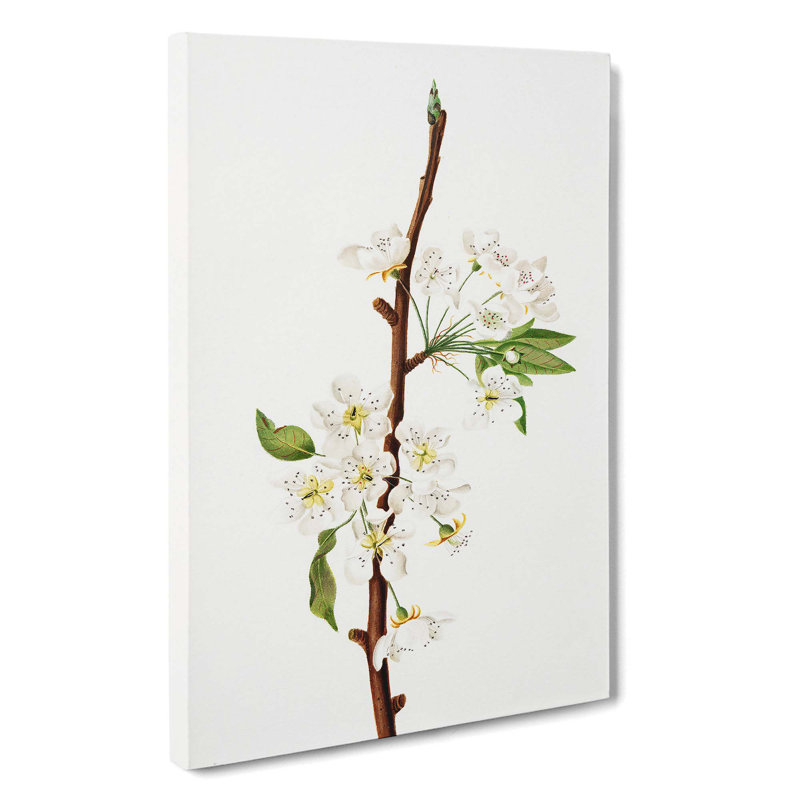 Musky Pear Tree Flowers - Wrapped Canvas Painting, 76cm H x 50cm W, White/Brown/Green