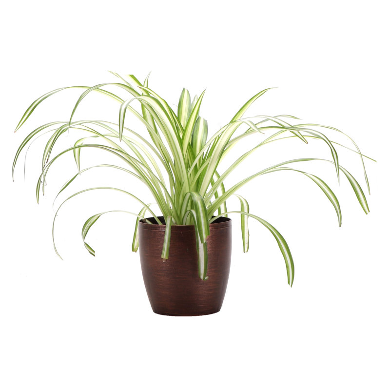 Live Spider Plant in Classic Pot, Copper