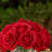 Silk Rose Arrangement in Vase-1764307761