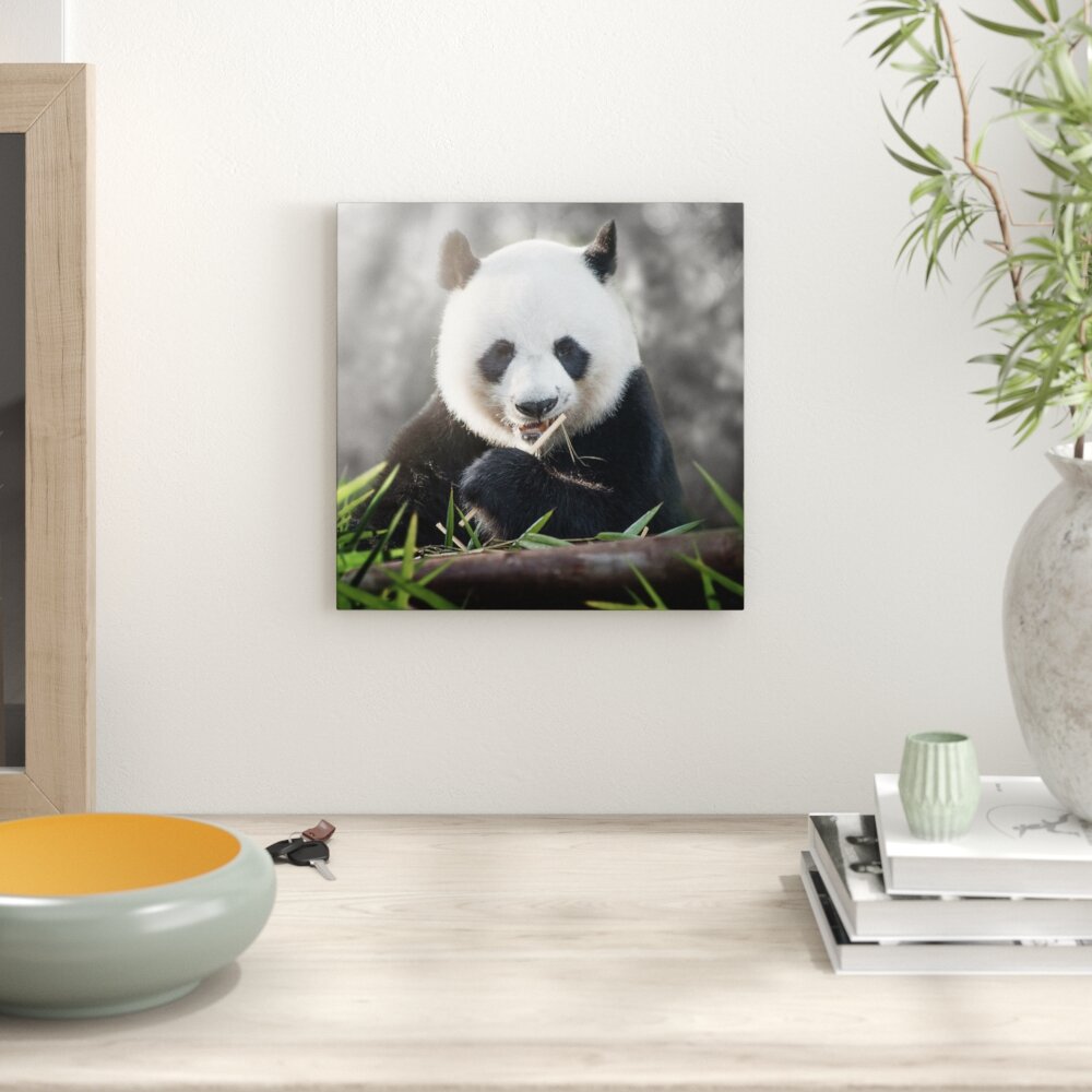 Leinwandbild Niedlicher Panda isst Bambus