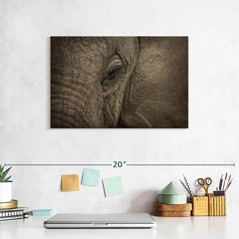 Oeil d'éléphant d'Afrique Brampt, H 8 po x l 12 po