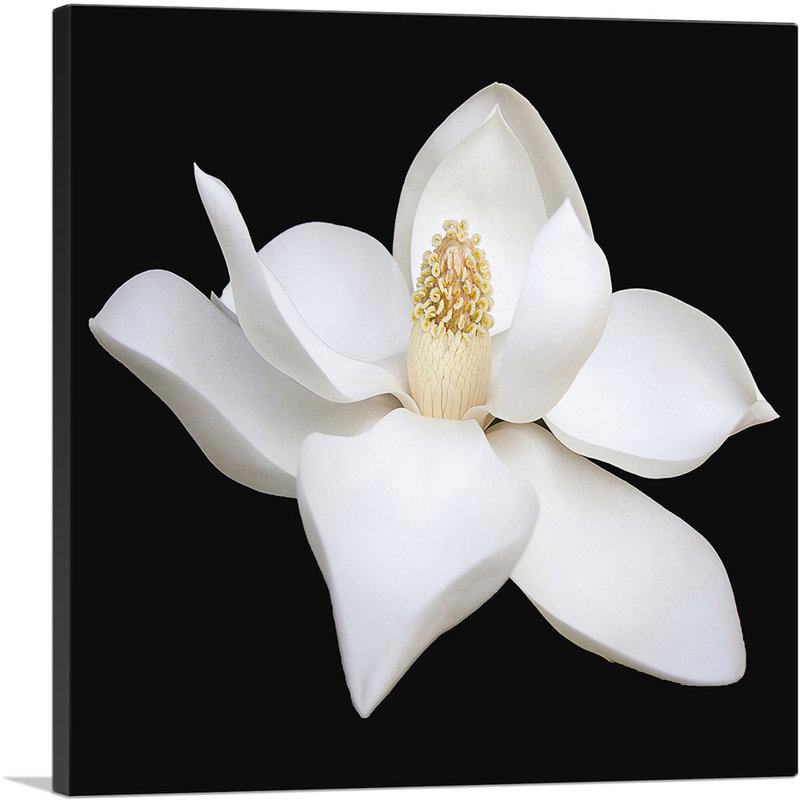 «Magnolia White Flower», reproduction de photo sur toile tendue, H 12 po x l 12 po x P 0,75 po
