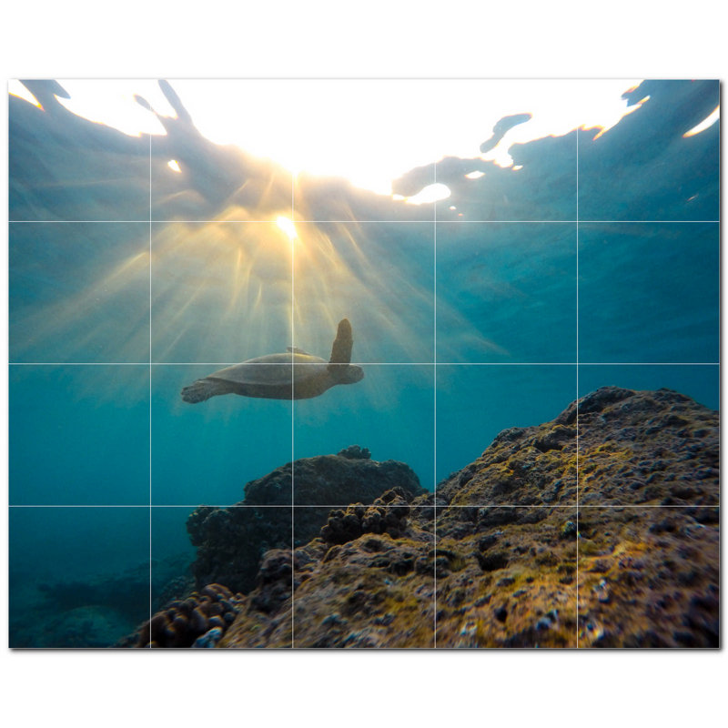 Tortue photo 8 x 8