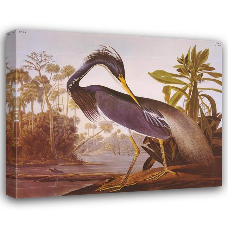 Louisiana Heron