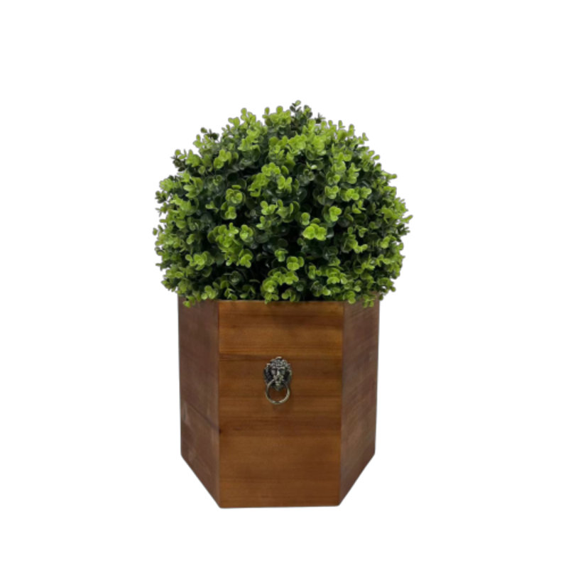 24 plantes
