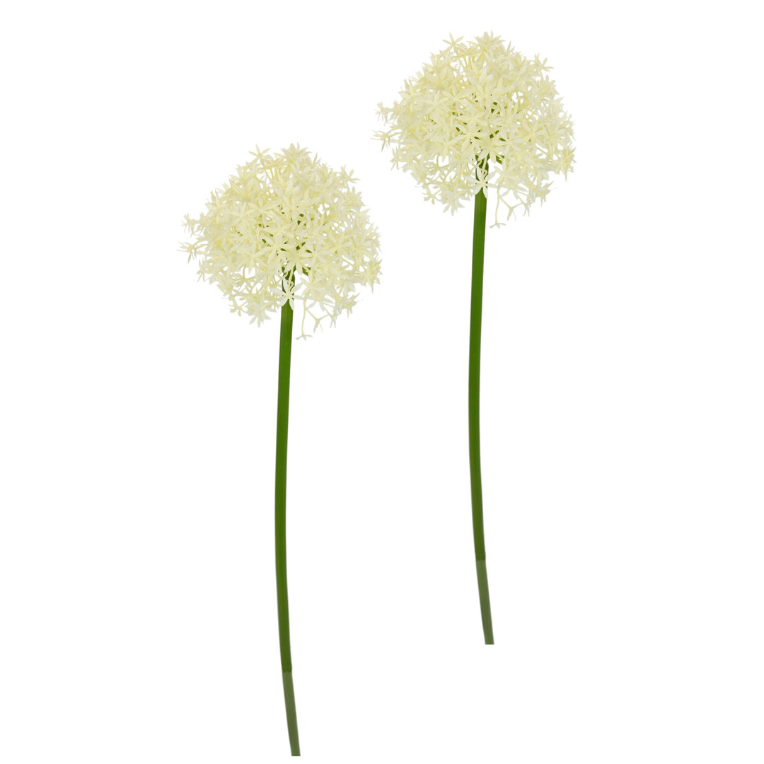 Allium Zierlauch Zweig