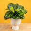 Calathea in Ceramic Planter