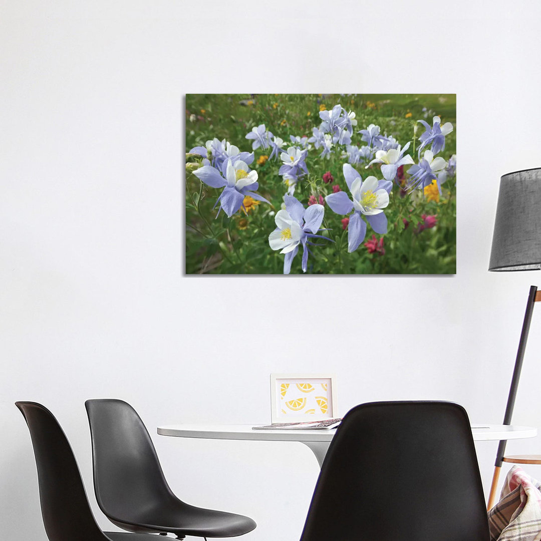 Colorado Blue Columbine Flowers, American Basin, Colorado II by Tim Fitzharris - Wrapped Canvas Print