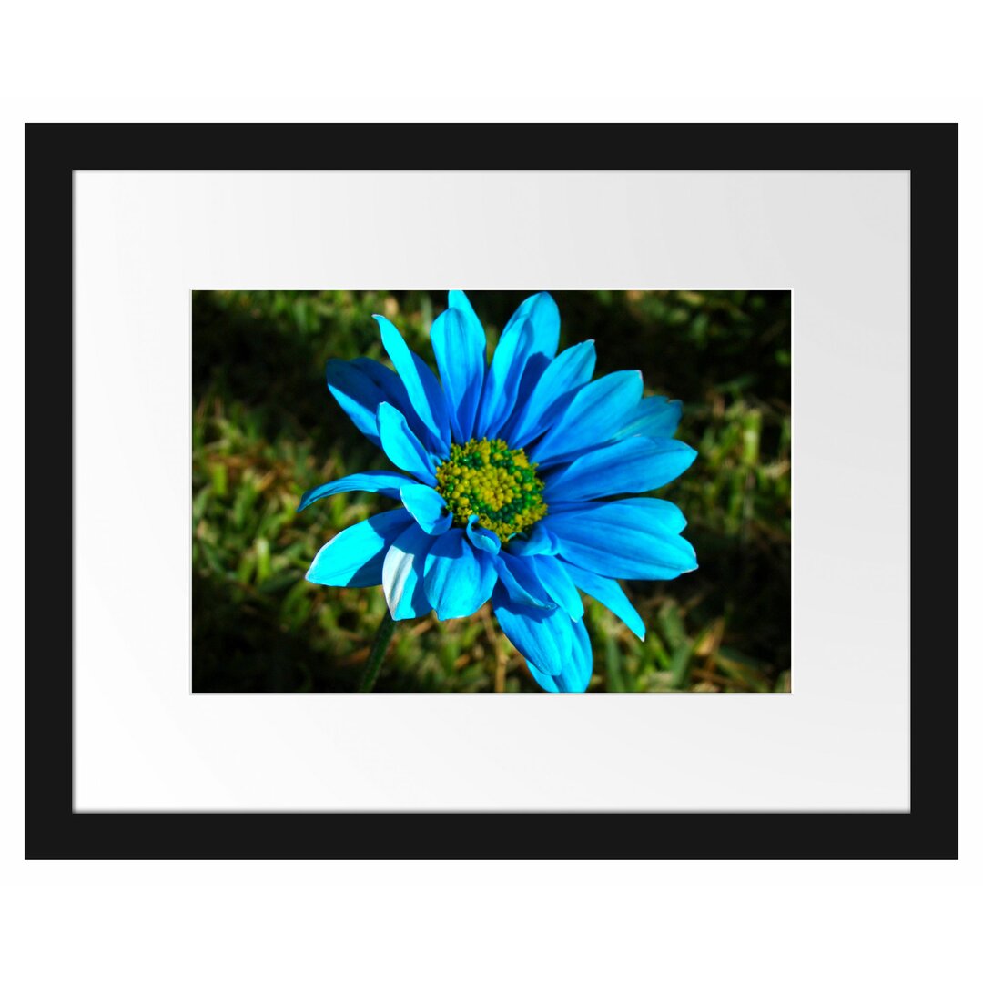 Gerahmtes Poster Schöne blaue Blüte