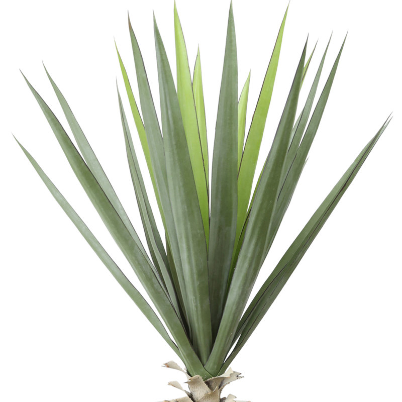 Yucca en pot de pierre avec pierres