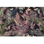 Lapish Wallpaper-1833168421