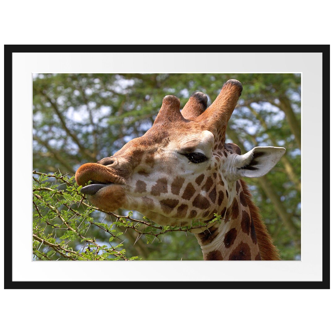 Gerahmtes Poster Niedliche Giraffe beim Fressen