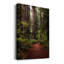 " Forest Path I "-1985710350