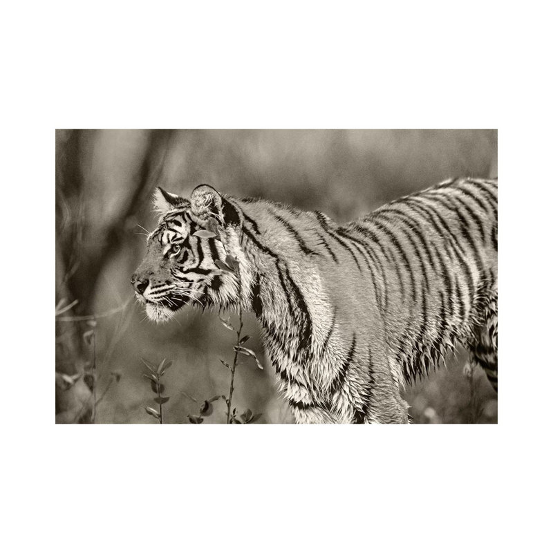 Siberian Tiger Sub-adult, Native To Russia by Tim Fitzharris - No Frame Gallery-Wrapped Canvas Giclée on Canvas