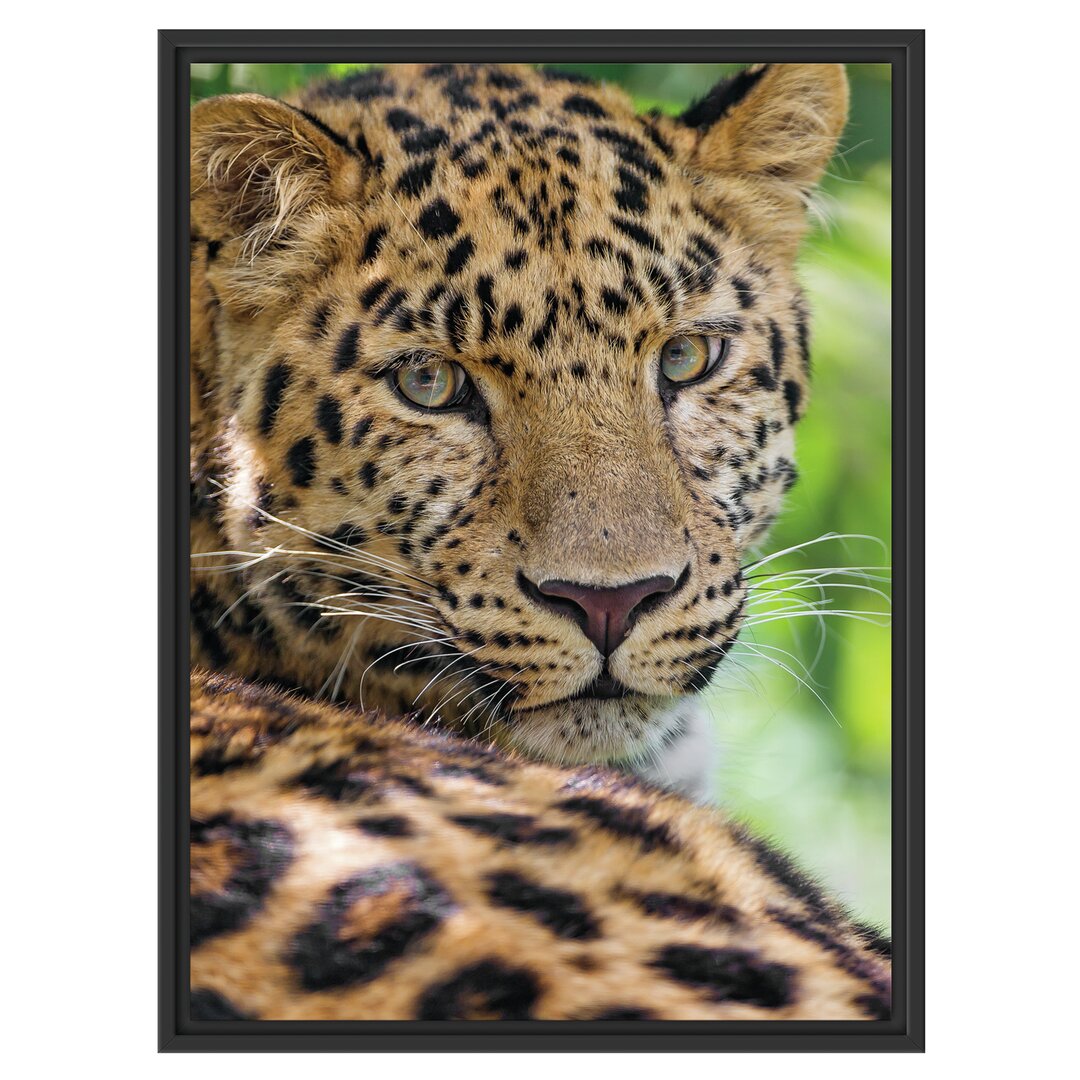 Aufmerksamer Leopard Gerahmter Fotokunstdruck