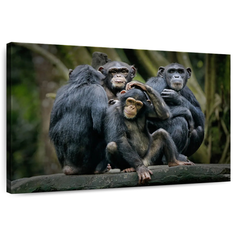 Crowle Chimps And Bonobos