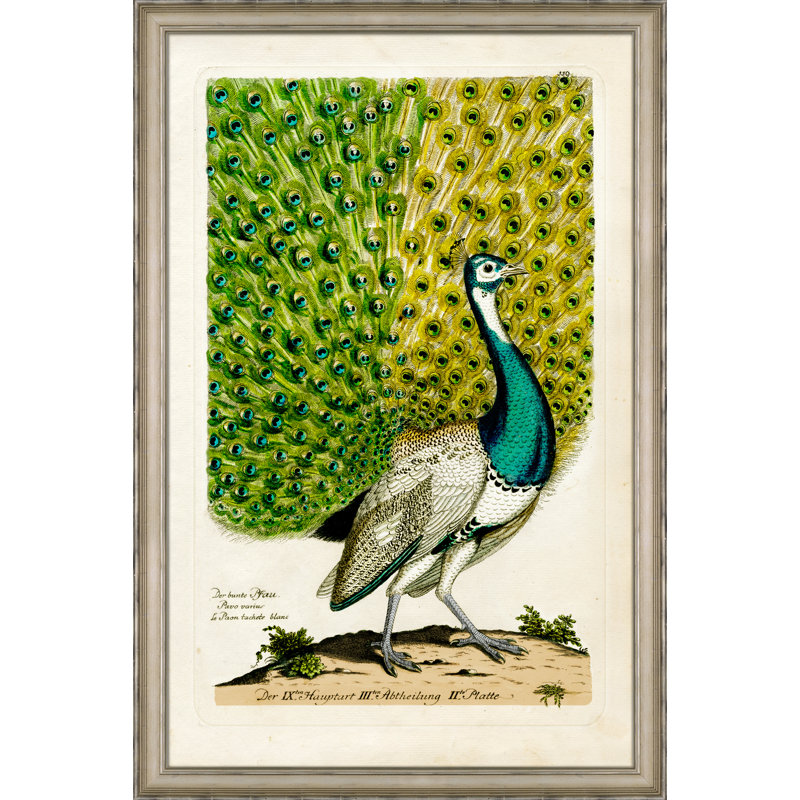 Peacock " Peacock II "