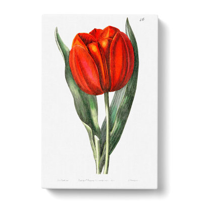 Red Tulip - Wrapped Canvas Painting