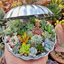 The Next Gardener Quantity Live Succulent Plant in Nursery Pot