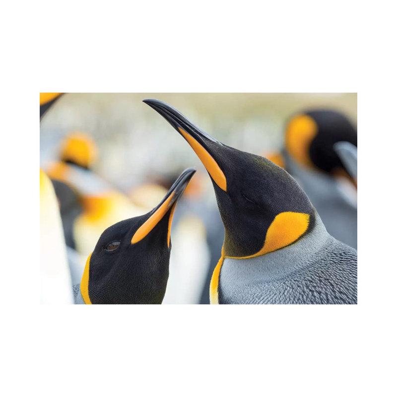 King Penguin On Falkland Islands. by Martin Zwick - Wrapped Canvas Print, 20.32 cm H x 30.48 cm W