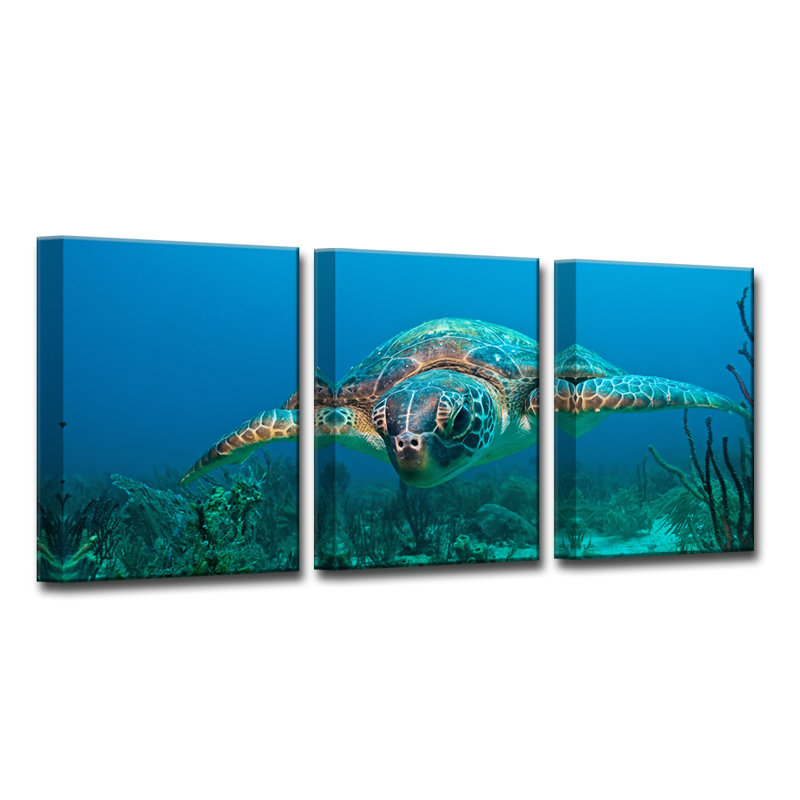 « turtle », ensemble de 3 reproductions de photos sur toiles