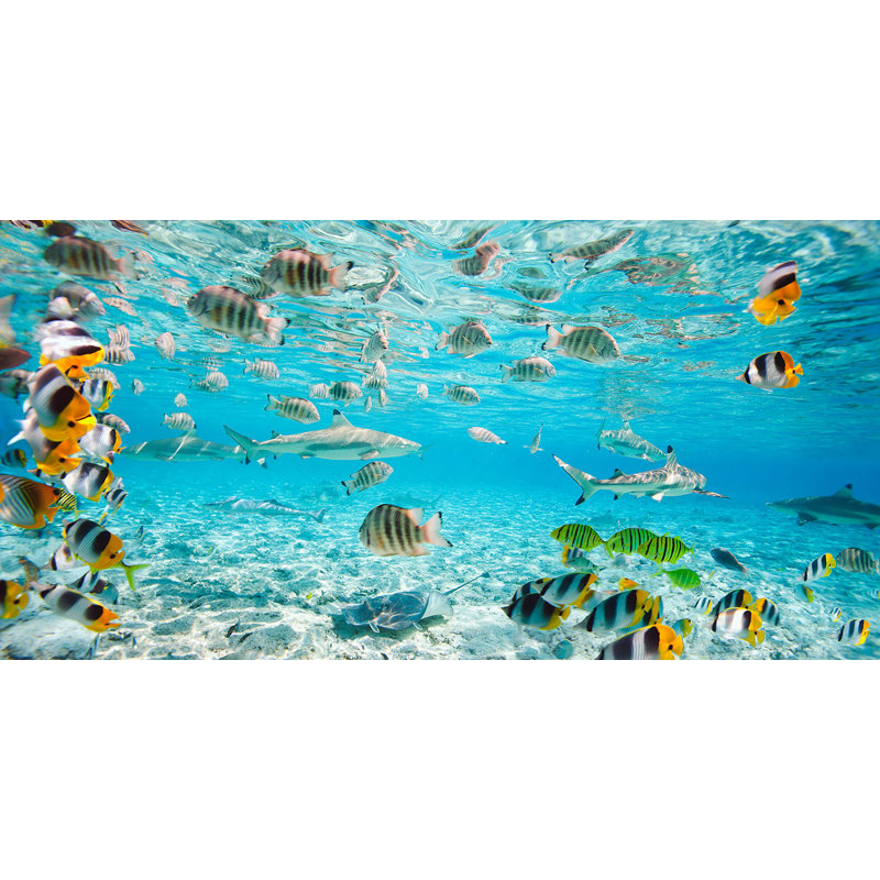 Fish And Sharks I Bora Bora Lagoon - Wrapped Canvas Print, 50cm H x 100cm W