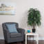 42 po Smilax ficus en pot