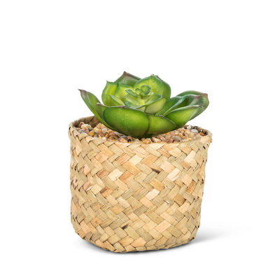 Prince succulent dans une plante panier tressé