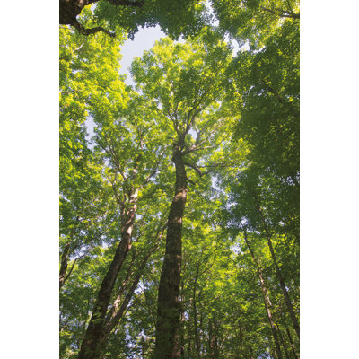 Auvent en bois franc I