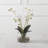  Glory Orchid