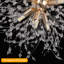 Moyock 8 - Light Crystal Chandelier
