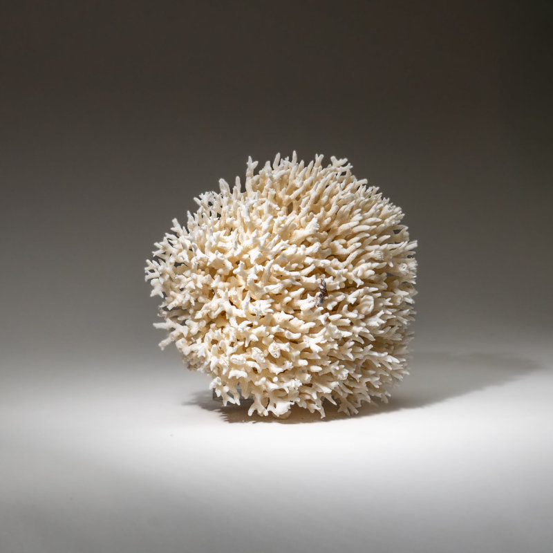 Véritable nid d'oiseau corail (4 lb)