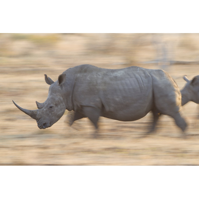 White Rhino Running by StuPorts - Wrapped Canvas Print, 20cm H x 30cm W