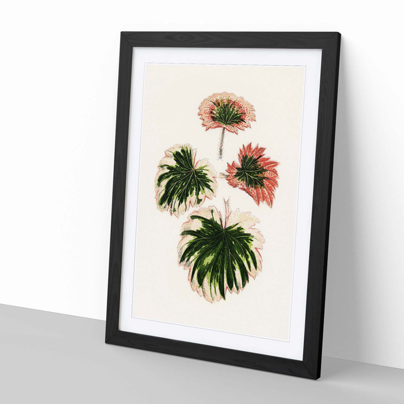Saxifrage Leaves by Benjamin Fawcett - Picture Frame Painting Print, 50cm H x 35cm W x 2cm D, Black