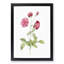 China Roses in Pink by Pierre-Joseph Redoute - Picture Frame Painting Print-55545993-55545994