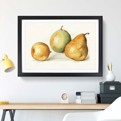 Vintage Illustrations of Pears - Picture Frame Art Print