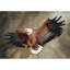 Sculpture murale Freedom's Pride American Eagle