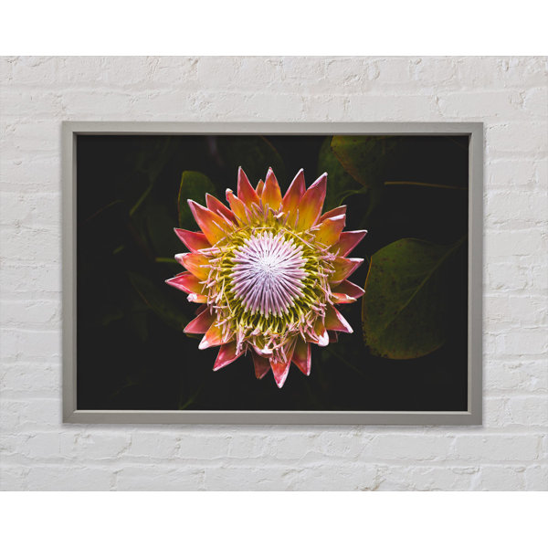 Bright Star Star Big Flower - Single Picture Frame Print on Canvas ...