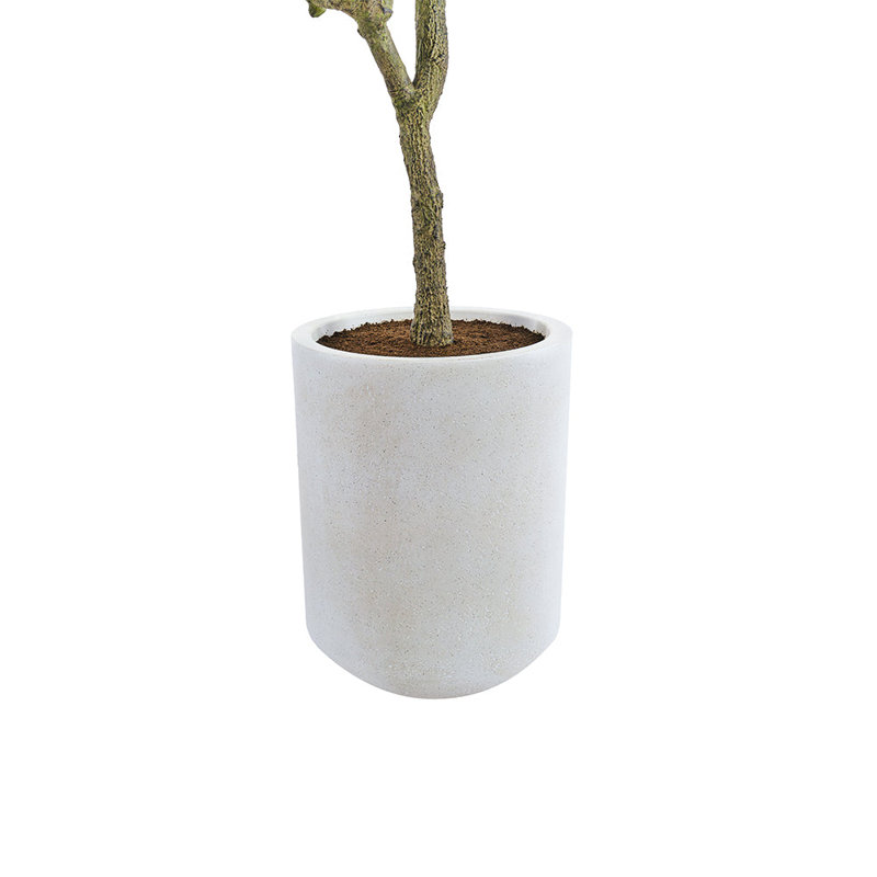 7FT Olive Tree KD