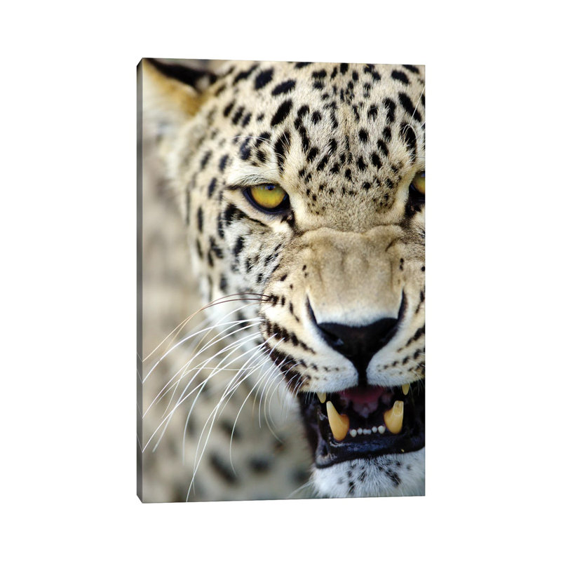 Leopard XV by Goran Anastasovski - Wrapped Canvas Print, 30.48 cm H x 45.72 cm W