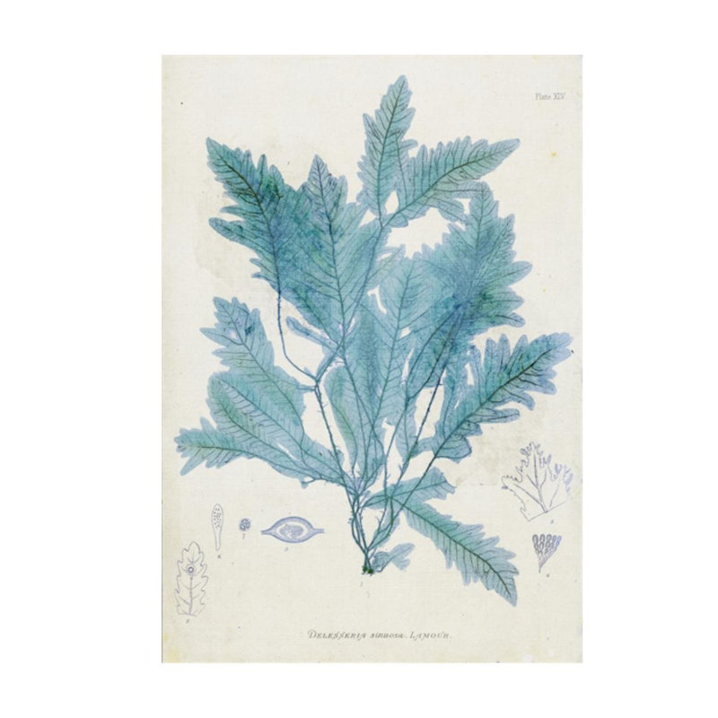 «Delesseria» par Henry Bradbury - impression, H 26 po x l 18 po x P 1,5 po, Couche de verre