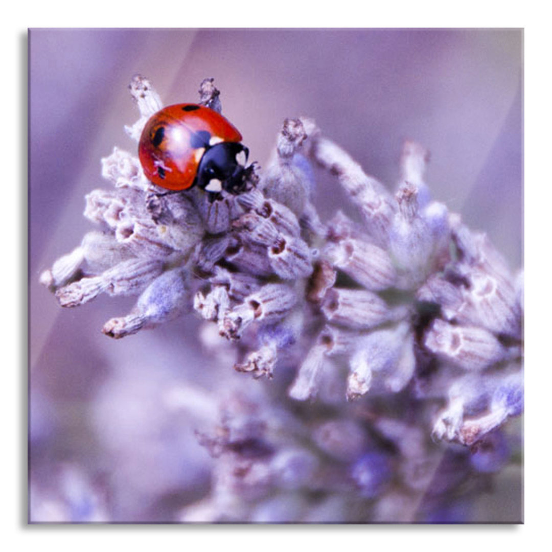 Glasbild Kleiner Marienkäfer auf Lavendel