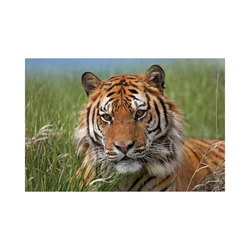 Siberian Tiger Portrait, Endangered, Native To Siberia II by Tim Fitzharris - Wrapped Canvas Print
