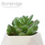 Pachyphytum artificiel 2,75 po dans un pot