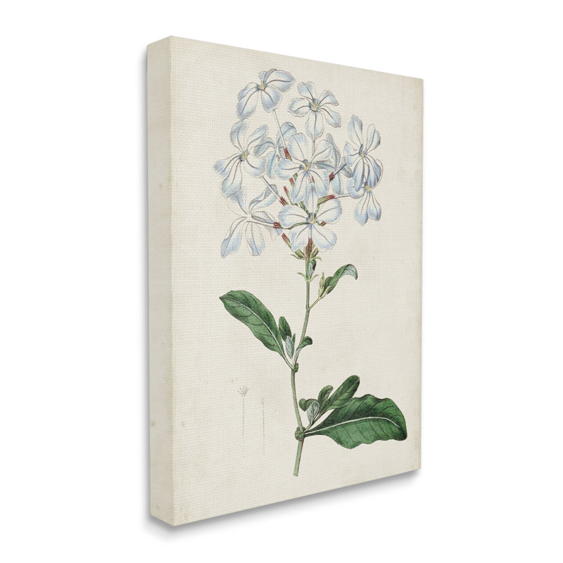 Étude florale rustique avec charmantes fleurs blanches de Curtis - impression, Toile tendue, H 48 po x l 36 po