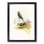 Blue Banded Grass Parakeets by Elizabeth Gould - Picture Frame Painting Print-55544296-55544297