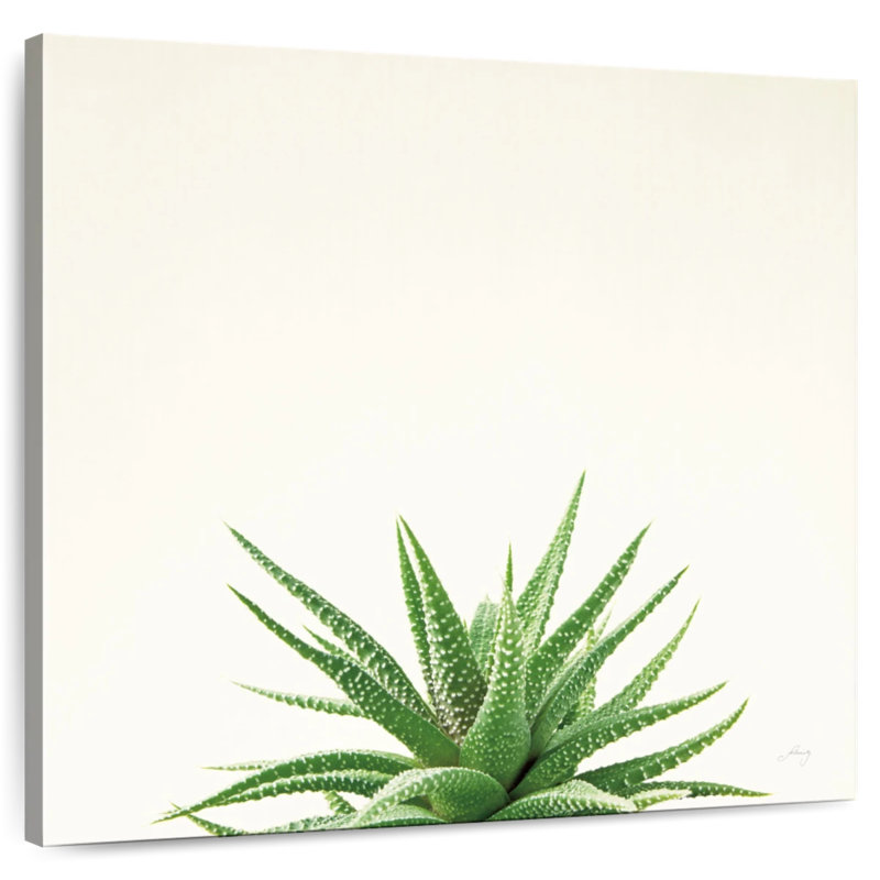 Harnek Succulent Simplicity Neutral II, H 10 po x l 10 po