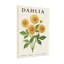 Plantes et fleurs, motif floral de dahlia-525339086