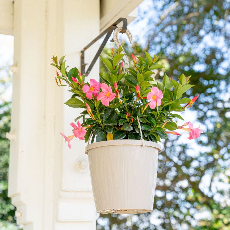Rocktrumpet in Nursery Pot