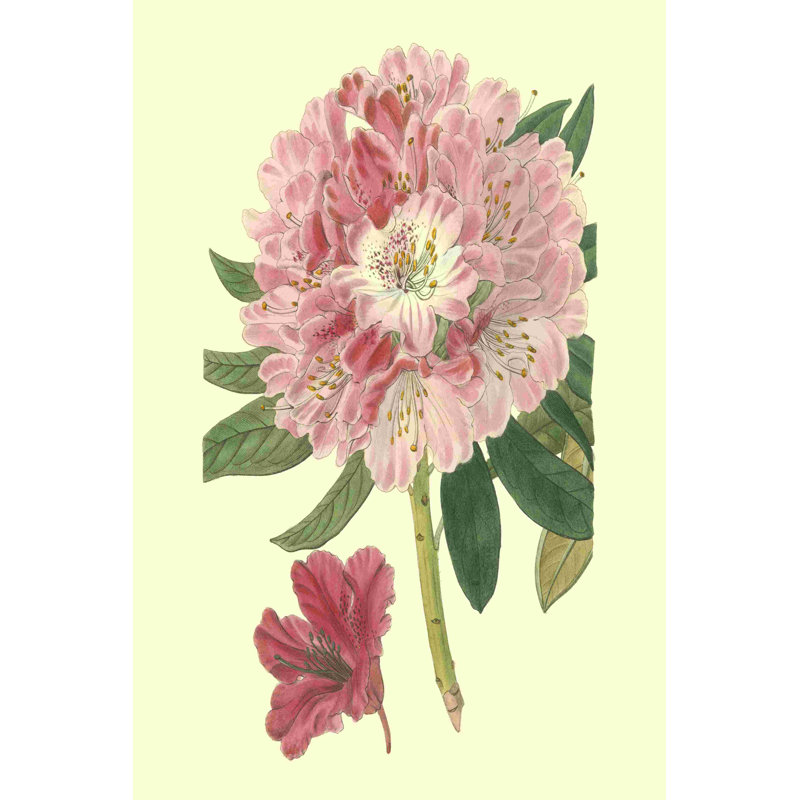 Rhododendron rose, H 18 po x l 12 po